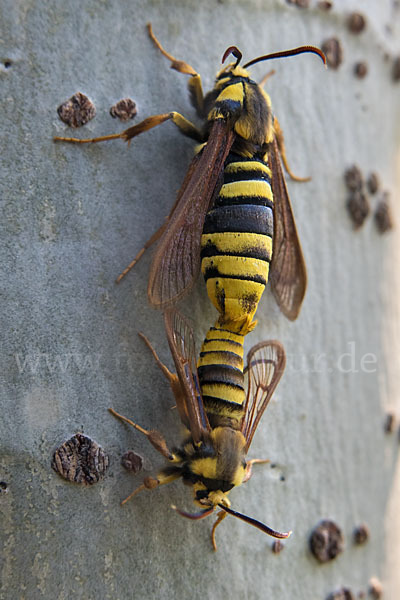 Hornissenschwärmer (Sesia apiformis)