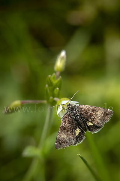 Hornkraut-Tageulchen (Panemeria tenebrata)