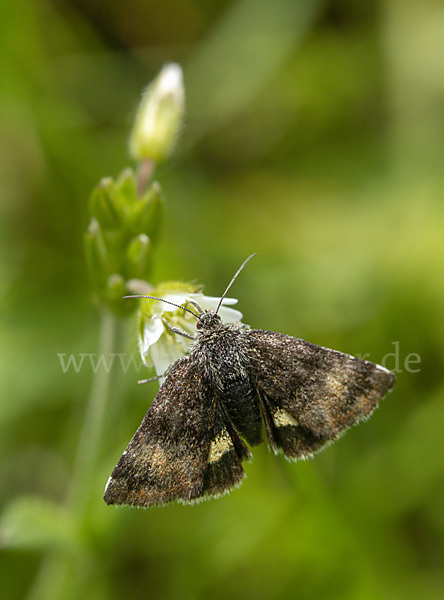 Hornkraut-Tageulchen (Panemeria tenebrata)