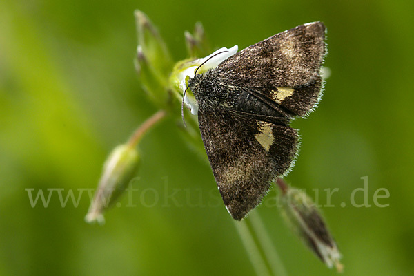 Hornkraut-Tageulchen (Panemeria tenebrata)