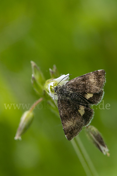 Hornkraut-Tageulchen (Panemeria tenebrata)