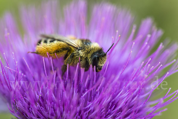 Hosenbiene (Dasypoda hirtipes)