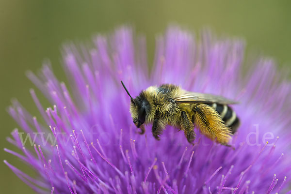 Hosenbiene (Dasypoda hirtipes)