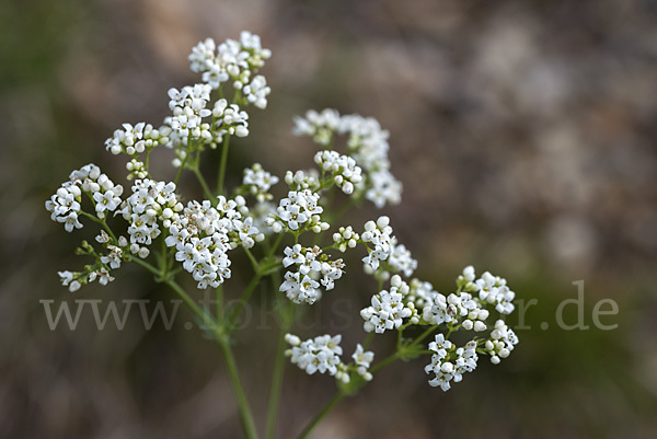 Hügel-Meier (Asperula cynanchica)