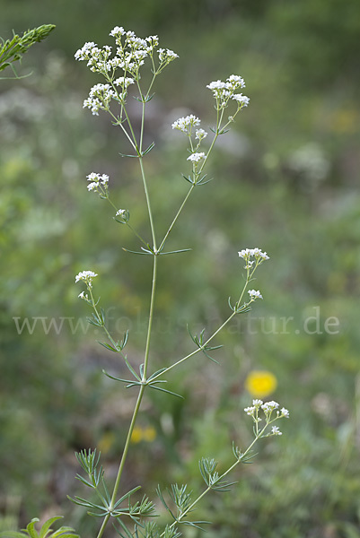 Hügel-Meier (Asperula cynanchica)