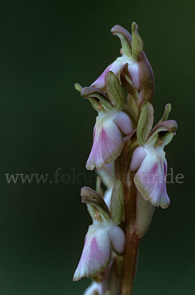 Hügel Knabenkraut (Orchis collina)