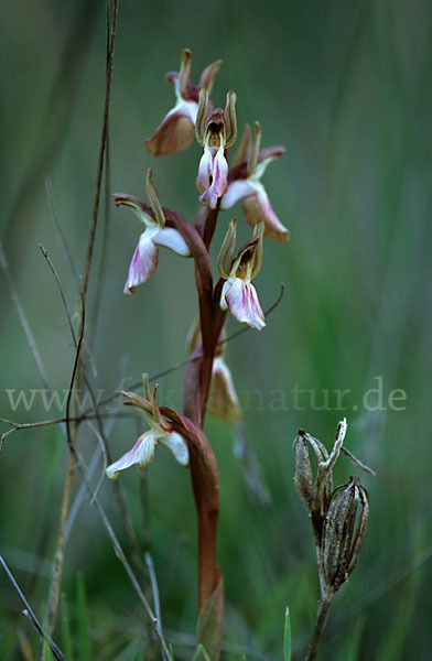 Hügel Knabenkraut (Orchis collina)