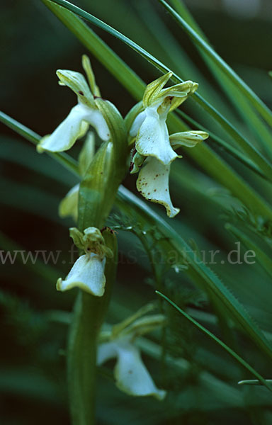 Hügel Knabenkraut (Orchis collina)