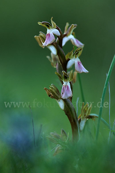 Hügel Knabenkraut (Orchis collina)