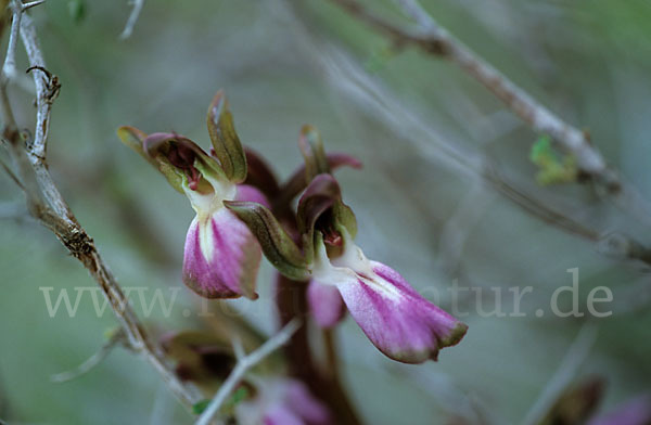 Hügel Knabenkraut (Orchis collina)