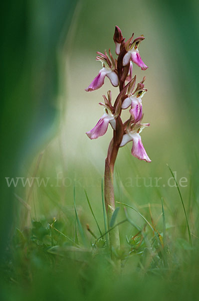 Hügel Knabenkraut (Orchis collina)