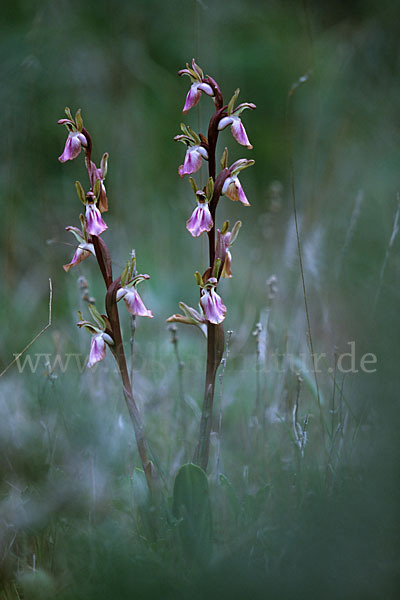 Hügel Knabenkraut (Orchis collina)