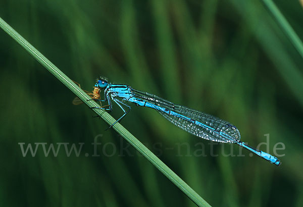 Hufeisen-Azurjungfer (Coenagrion puella)