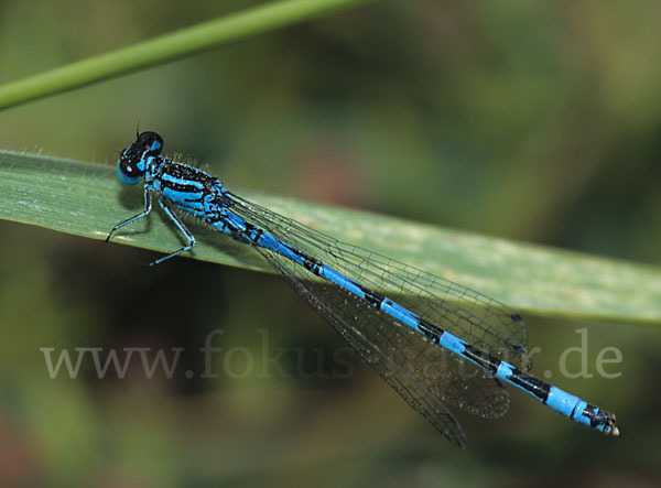 Hufeisen-Azurjungfer (Coenagrion puella)