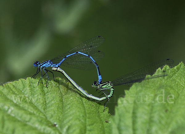 Hufeisen-Azurjungfer (Coenagrion puella)