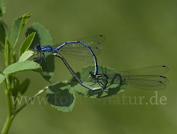 Hufeisen-Azurjungfer (Coenagrion puella)