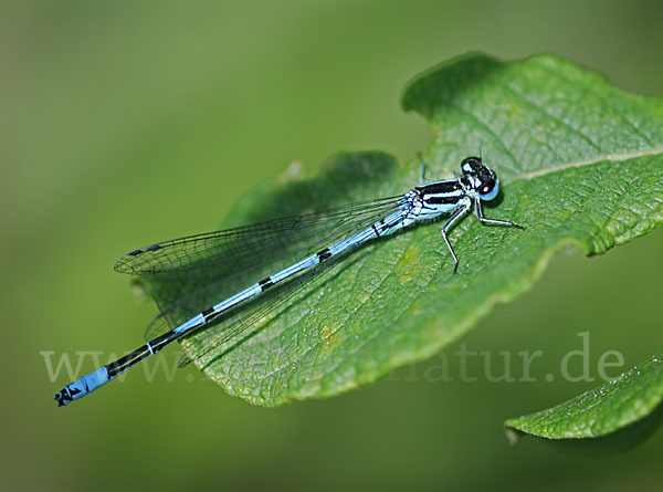 Hufeisen-Azurjungfer (Coenagrion puella)