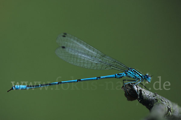 Hufeisen-Azurjungfer (Coenagrion puella)