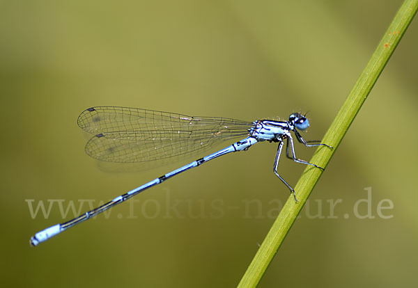 Hufeisen-Azurjungfer (Coenagrion puella)