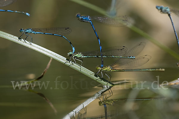 Hufeisen-Azurjungfer (Coenagrion puella)