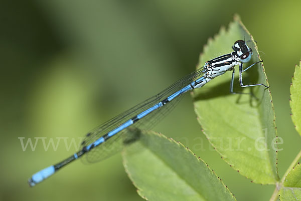 Hufeisen-Azurjungfer (Coenagrion puella)