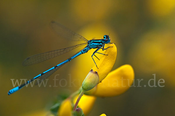 Hufeisen-Azurjungfer (Coenagrion puella)