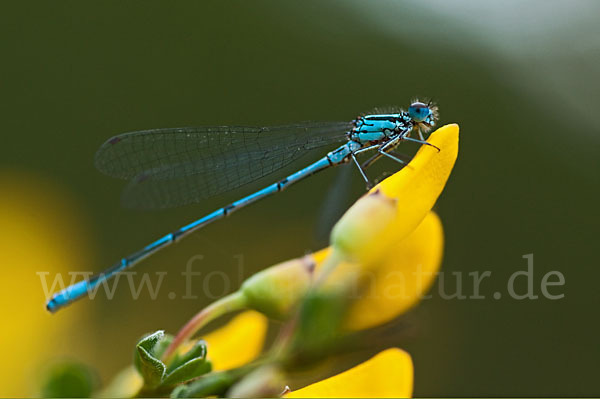 Hufeisen-Azurjungfer (Coenagrion puella)