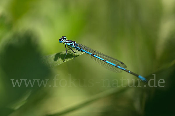 Hufeisen-Azurjungfer (Coenagrion puella)