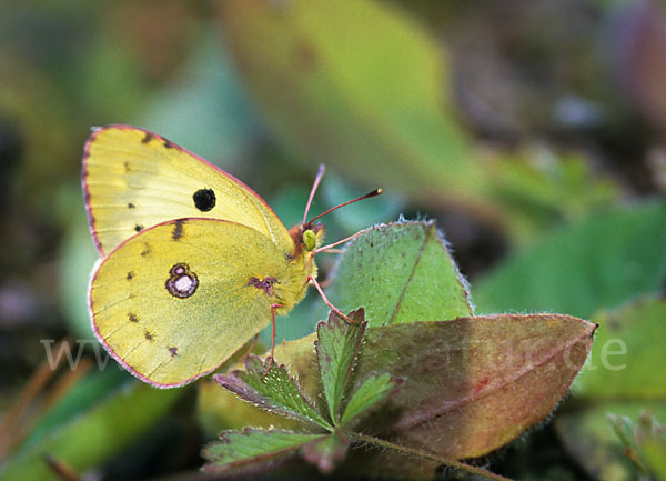 Hufeisenklee-Heufalter (Colias alfacariensis)