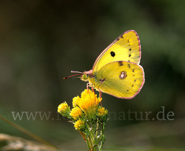 Hufeisenklee-Heufalter (Colias alfacariensis)