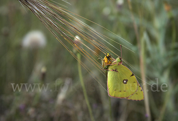 Hufeisenklee-Heufalter (Colias alfacariensis)
