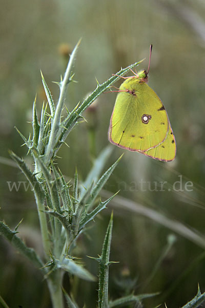 Hufeisenklee-Heufalter (Colias alfacariensis)