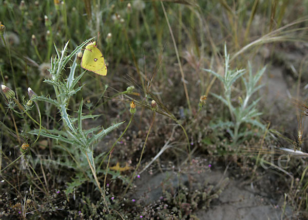 Hufeisenklee-Heufalter (Colias alfacariensis)