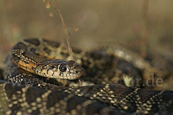 Hufeisennatter (Hemorrhois hippocrepis)