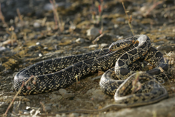 Hufeisennatter (Hemorrhois hippocrepis)