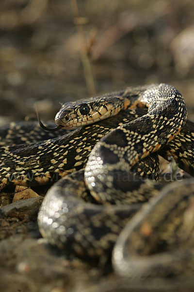 Hufeisennatter (Hemorrhois hippocrepis)