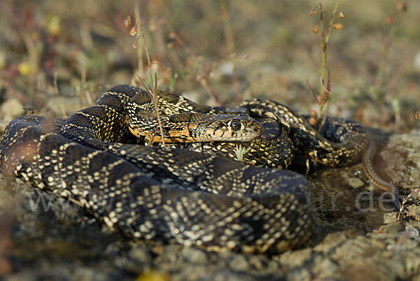 Hufeisennatter (Hemorrhois hippocrepis)