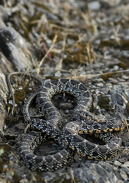 Hufeisennatter (Hemorrhois hippocrepis)