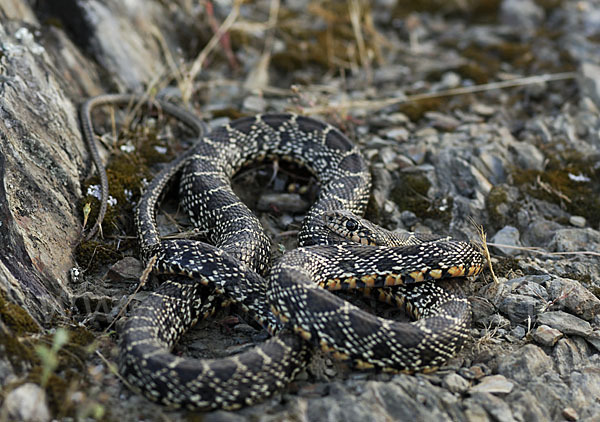 Hufeisennatter (Hemorrhois hippocrepis)