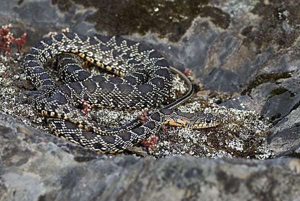 Hufeisennatter (Hemorrhois hippocrepis)