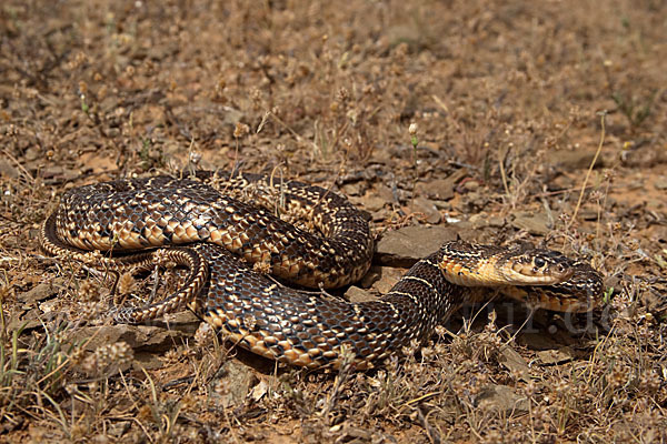 Hufeisennatter (Hemorrhois hippocrepis)