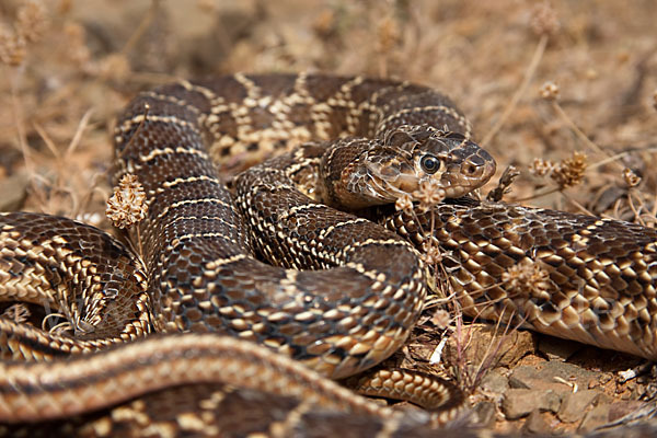 Hufeisennatter (Hemorrhois hippocrepis)