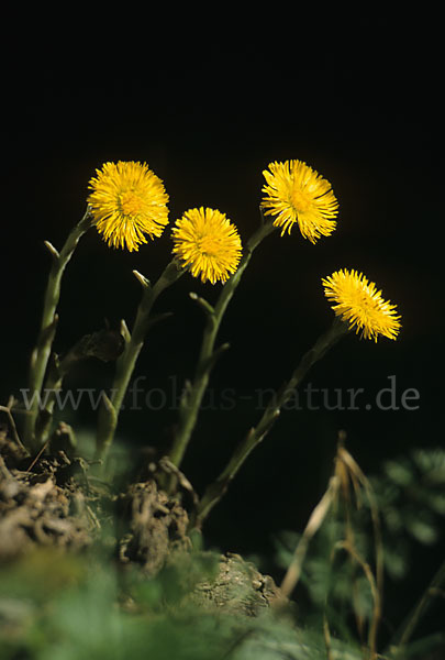 Huflattich (Tussilago farfara)