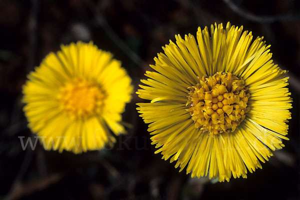 Huflattich (Tussilago farfara)