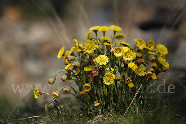 Huflattich (Tussilago farfara)