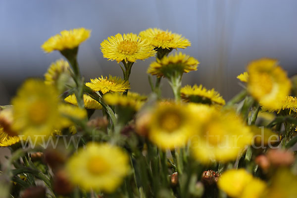 Huflattich (Tussilago farfara)