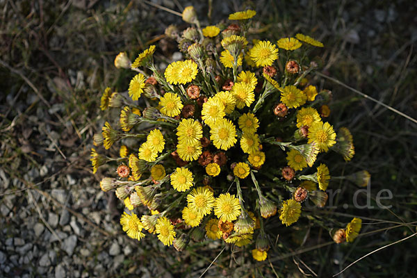 Huflattich (Tussilago farfara)