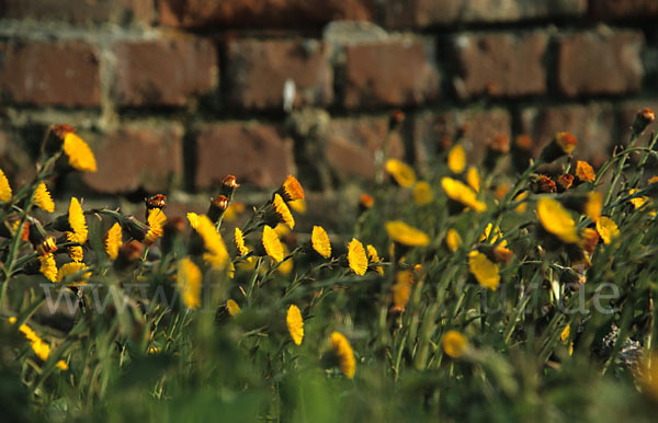 Huflattich (Tussilago farfara)