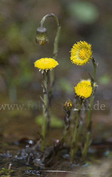 Huflattich (Tussilago farfara)