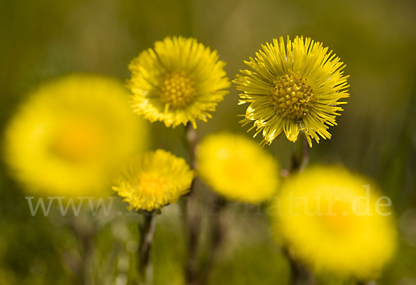 Huflattich (Tussilago farfara)